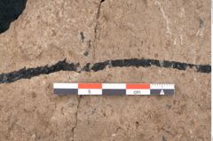 Foto (Detailansicht) von Araucaria sternbergii Goeppert (NHMW-GEO-2024-0188-8306)